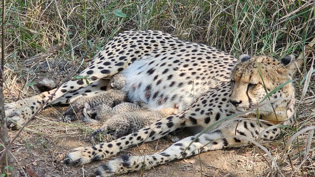 Three new cubs born to Cheetah Gamini in M.P.'s Kuno Park; India's count rises to 38