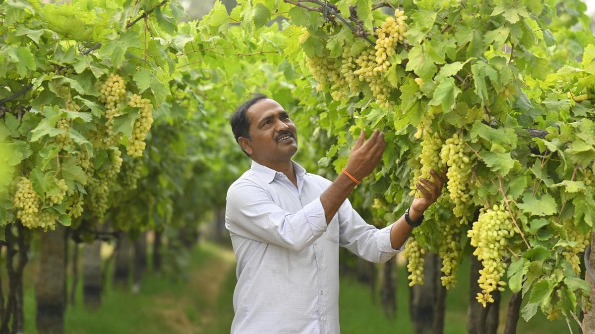 Reasons which led to massive drop in Grape cultivation in Telangana