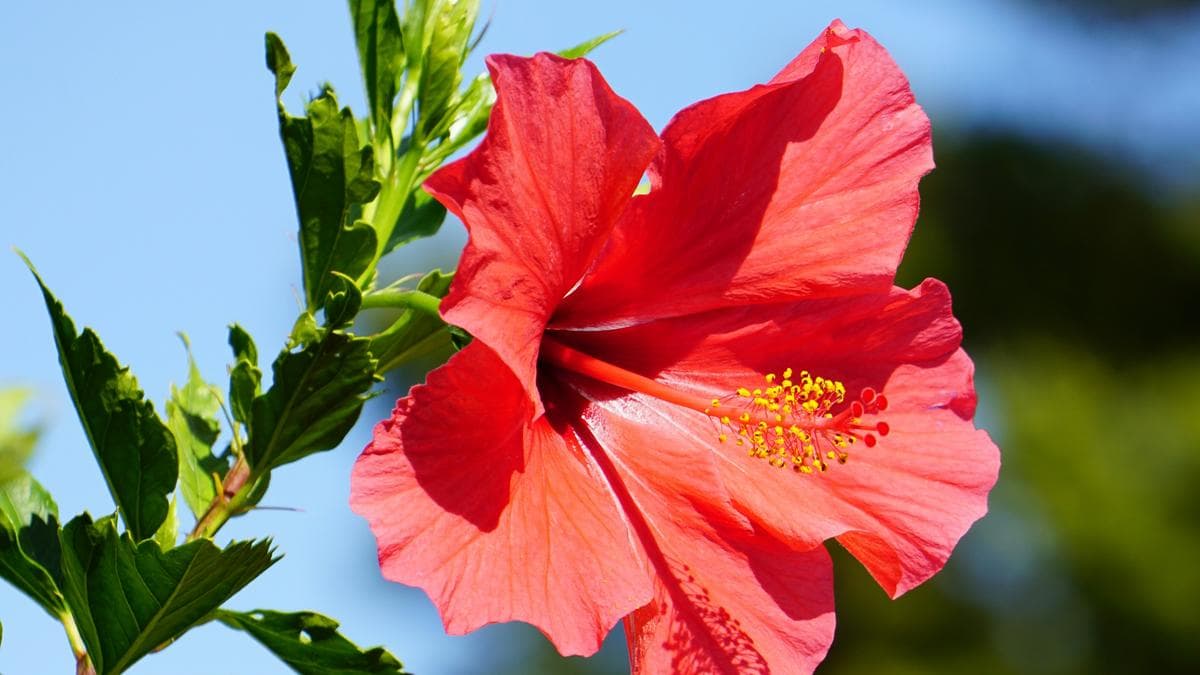 Why do shrubs like hibiscus flower/fruit profusely only on the sunlit side?